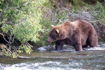 An Alaskan brown bear searching for salmon below Brooks Falls.