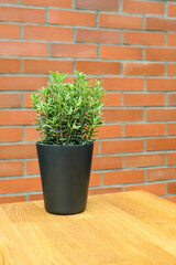 Beautiful decorative plants on the table. Artificial evergreens in stone pots.