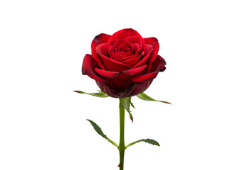 Elegant Red Rose Bloom on Dark Background isolated on transparent background