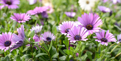 Obraz premium purple chrysanthemum flowers in the park. delicate floral background