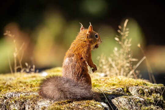 A red squirrel holding a nut in their mouth, on a sunny autumn day