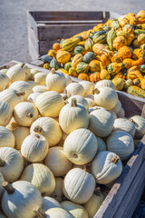 Assorted pumpkins at agricultural farmers market. Harvesting and Thanksgiving concept.