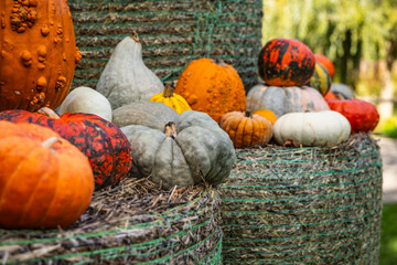Autumn pumpkins decoration in park, garden, patio or terrace