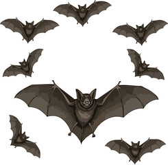 set of bats, wild bats, bats, flying mammals, wild bat species, wild bat habitat, wild bat behavior, wild bat facts, wild bat diet, wild bat photos, wild bat images, wild bat video, wild bat colonies