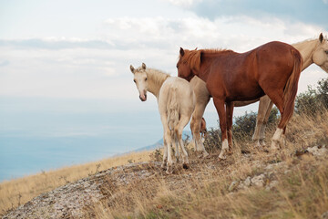 beautiful landscape with wild horses from mountain top1200m on Black sea. cloudy evening