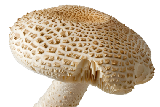 AI Image Delicate fungal specimen showcasing intricate cap detailing against dark void background