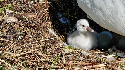 Schwan, Schwäne am Ufer und im Wasser