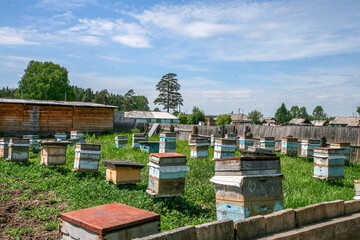 A traditional beekeeping apiary with wooden hives standing on green grass in the countryside. Organic honey production, sustainable agriculture, and organic farming concepts.