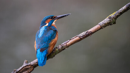 Kingfisher
