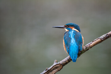 Kingfisher