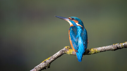 Kingfisher