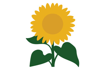 Minimalist sunflower with green stem and leaves flat color illustration isolated on white background
