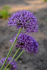 ornamental onion is a perennial plant. flower landscape	
