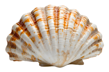 AI Image depiction of a captivating seashell with intricate orange striping and a pristine white