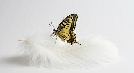 Papillon d�licat repose plume douce lumi�re claire. AI Generated