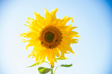 Obraz premium sunflower on blue background