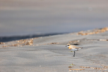 A Siberian sand plover (Anarhynchus mongolus) stands on a sandy shore.