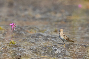 Adult Temminck's stint stand among flowers