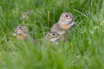 Speckled ground squirrel animal standing in the grass