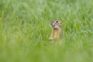 Speckled ground squirrel animal standing in the grass