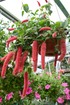 shrub akalifa gispida with fluffy red inflorescences in the botanical garden. acalypha hispida