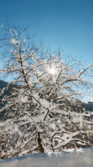 Snow-covered tree in winter mountain landscape with bright sun and blue sky