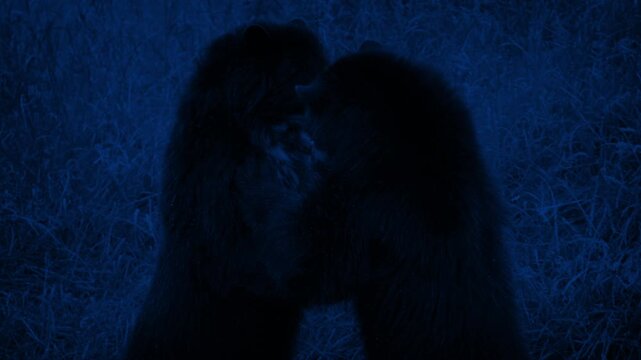 Bears Wrestling In The Wild At Night
