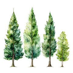 a watercolor painting depicts four coniferous trees of varying shades of green standing in a row against a white background.