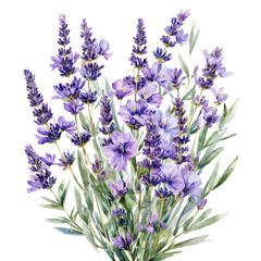 Obraz premium a delicate watercolor painting depicts a lush bouquet of purple lavender flowers with vibrant blooms and slender green stems against a clean white background.