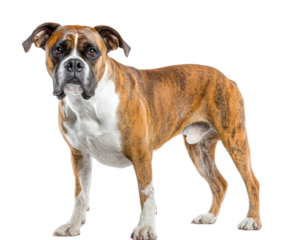 Playful boxer dog portrait in captured by professional photographer isolated on transparent background