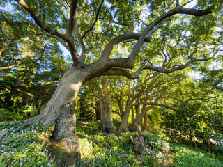 Champion Trees in South Africa