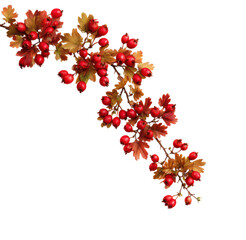 Hawthorn berries harvest nature botanical isolated on transparent background