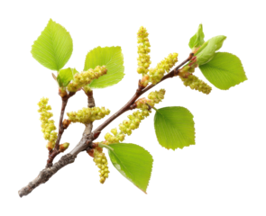 Spring growth of birch tree buds nature fresh environment isolated on transparent background