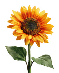 Obraz premium Sunflower blooming beauty nature on white isolated on transparent background