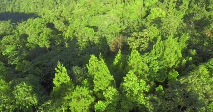 green moss on a tree