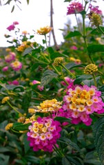 Flor lantana camara en primer plano vertical