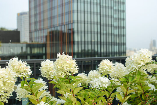 hydrangea bushes with white flowers on a blurred background of a glass office building.