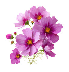 Beautiful pink cosmos flowers arrangement nature floral isolated on transparent background