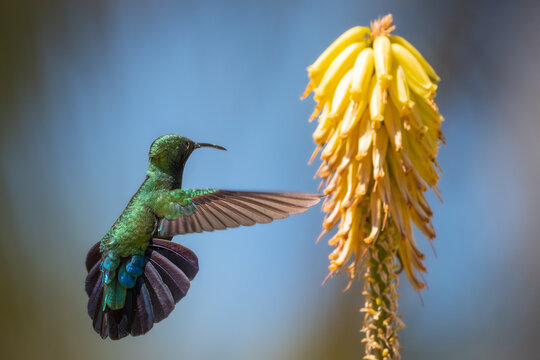 Hummingbird