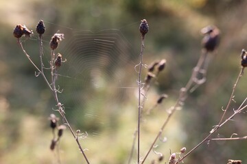 Empty cobweb on plant in meadow, closeup