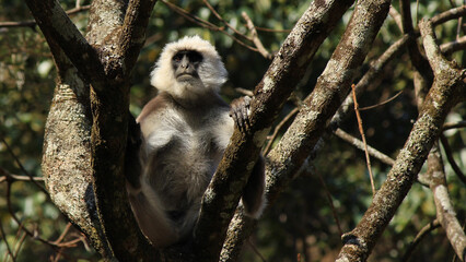 Big gray langur seen in the Langtang Valley, Nepal.