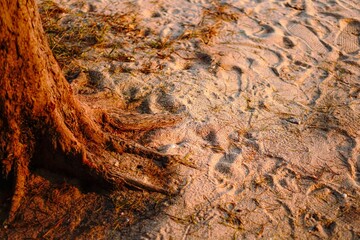 The dark, textured base and roots of a tree cast deep shadows on the sun-drenched beach sand marked with traces of footsteps and debris.