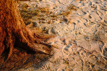 Close-up of a tree's base and roots merging into the golden, textured beach sand marked with various footprints and shadow details.