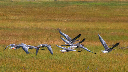 A flock of wild geese flying over the bright autumn tundra of the Yamal Peninsula. For...