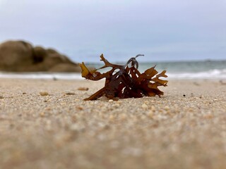 Biodiversit&eacute; de bord de mer.