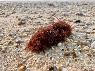 Biodiversit&eacute; de bord de mer.