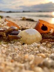 Biodiversité de bord de mer.