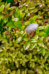 White feather resting on green and brown edged leaves in a natural garden setting with seasonal foliage