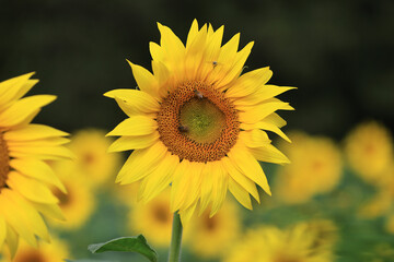 Sunflowers
