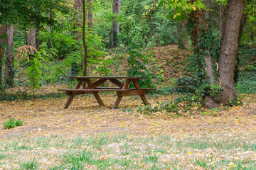 Wooden picnic table in a quiet forest clearing with autumn leaves scattered on the ground around trees © Miroslav